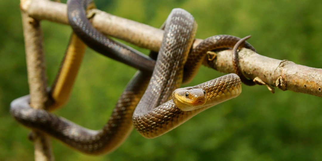 Двое сыновей расправились с отцом при помощи змеи ради денег
