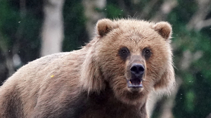    Фото: ИЗВЕСТИЯ/Эдуард Корниенко