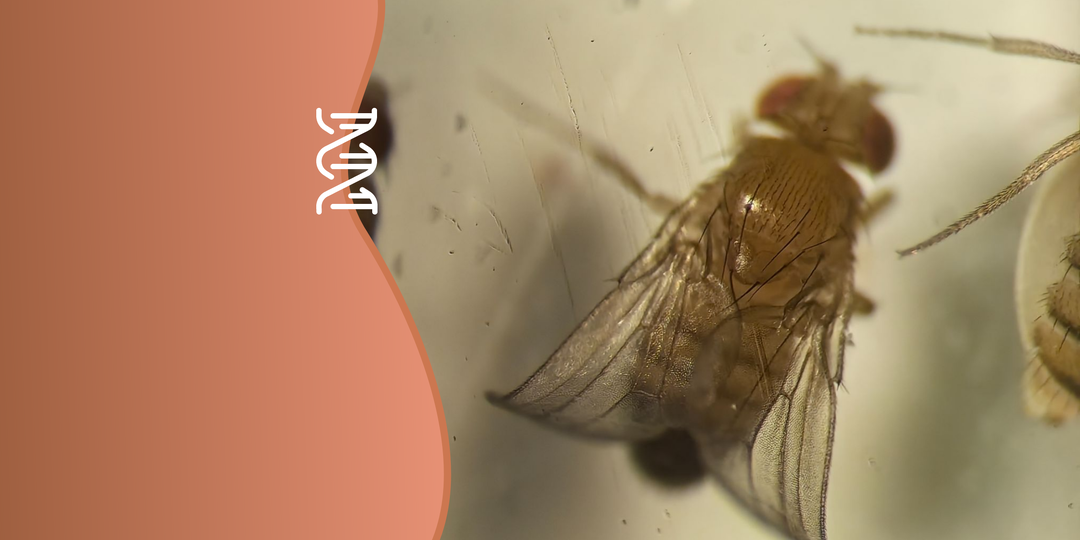 Биологи обнаружили природную защиту от побочки химиотерапии