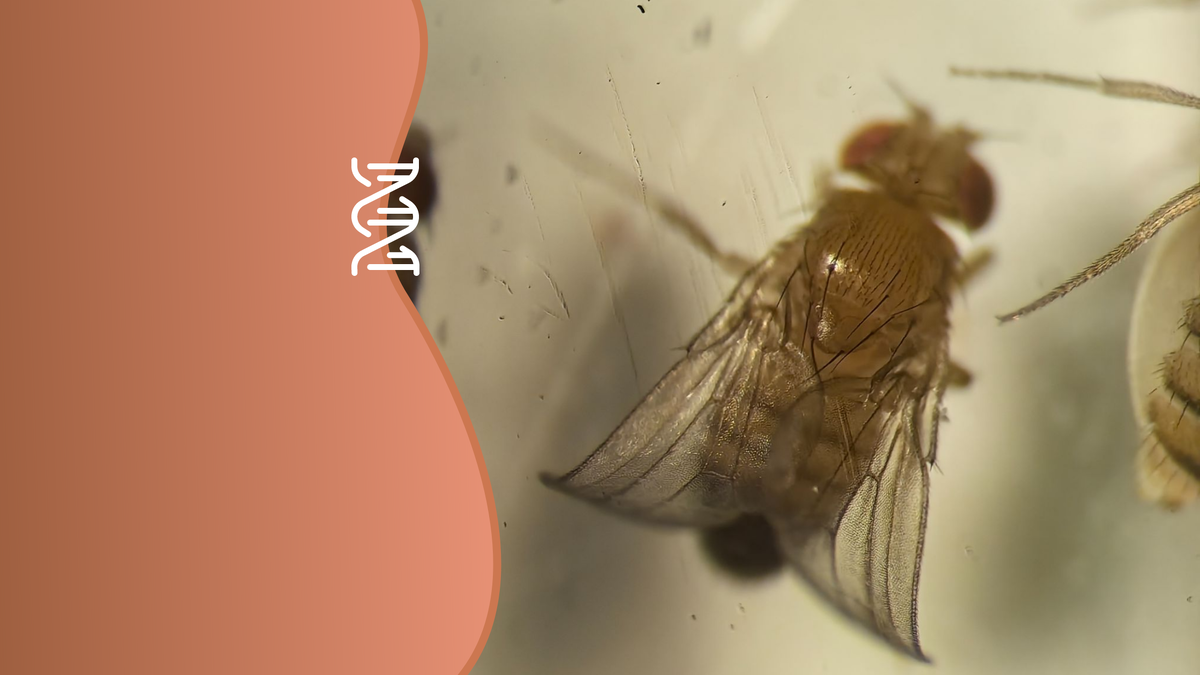 Экстракт из трутового гриба проверили на мушках дрозофила. Коллаж: медиацентр УрФУ. 