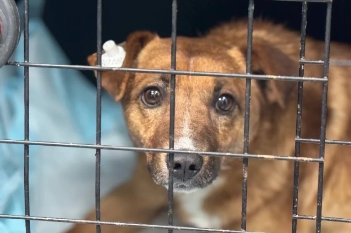    В Калужской области примут закон о бессрочном содержании собак в приютах