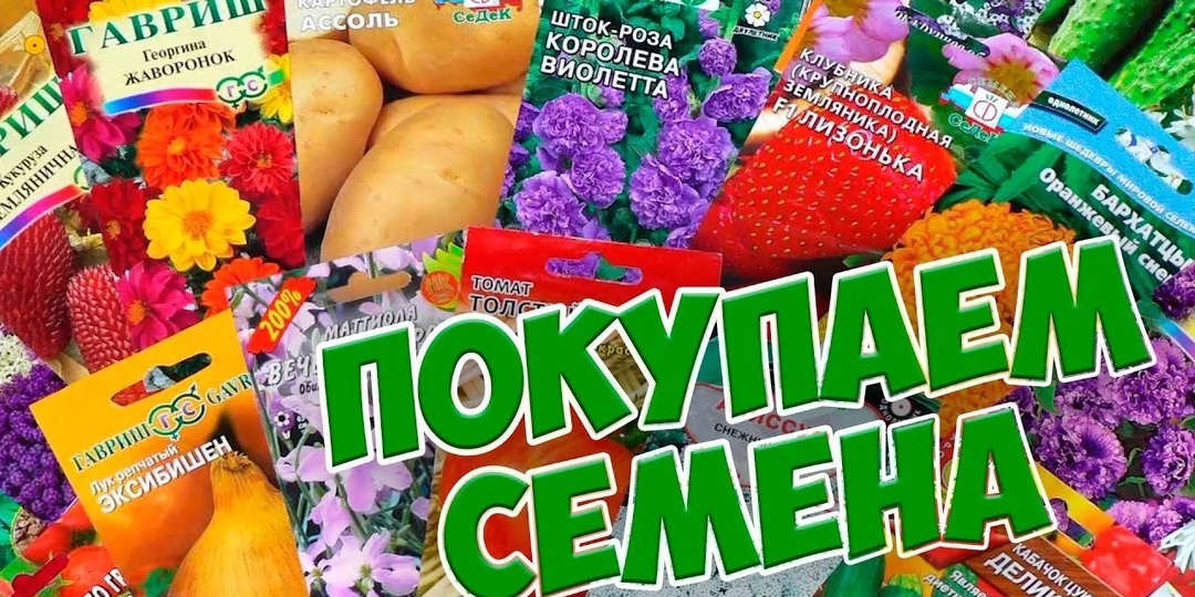 Где заказать семена для рассады