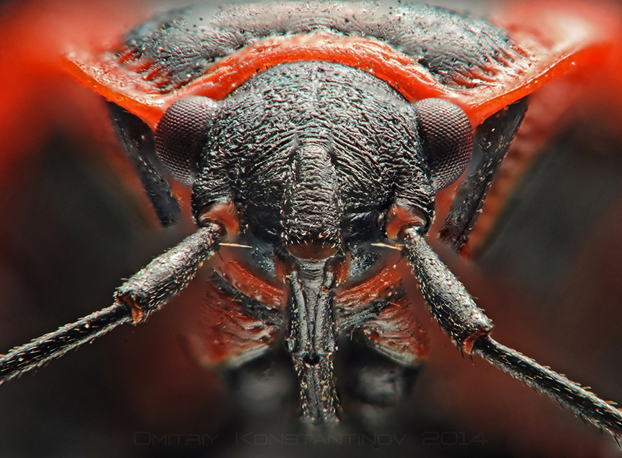 Даже у монстров микромира есть свое обаяние. Взгляните в эти фасеточные глаза!