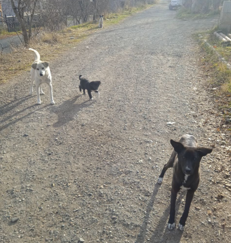 Все некрупные, дружелюбные, но очень пугливые. Погладить невозможно - отпрыгивают. Видимо, есть причины.