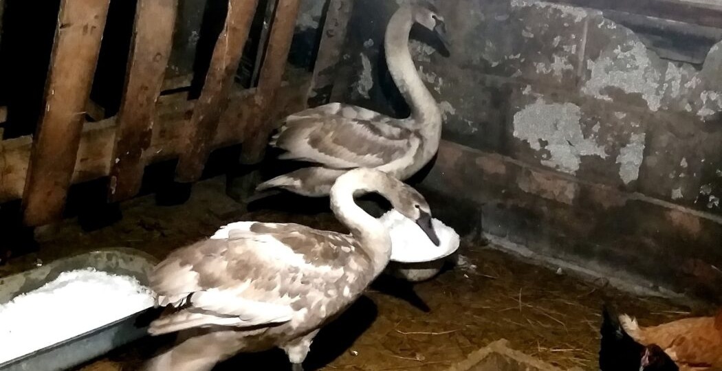 История спасения лебедей, которая согрела сердца