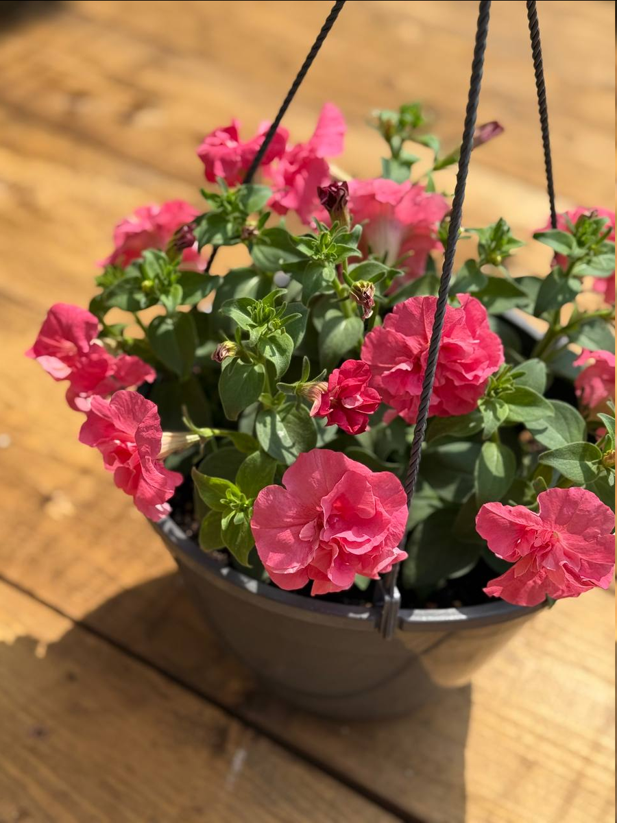 Мои петунии в начале лета из семян