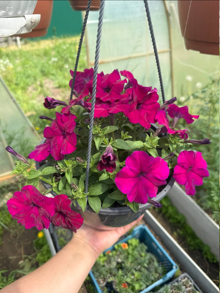 Моя джоконда в июне 2025