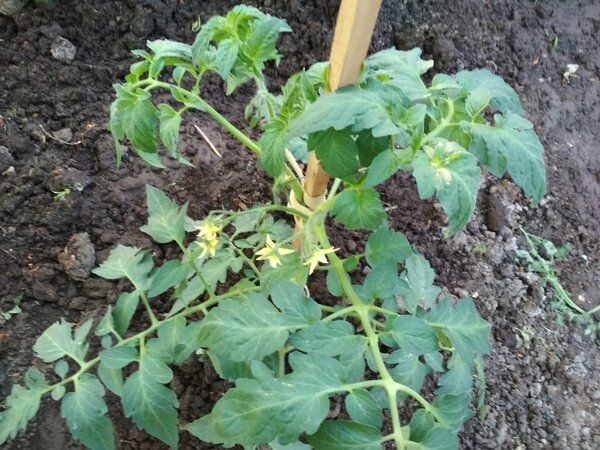 На каждом этапе роста куста и формирования плодов этой культуре требуется правильная подкормка