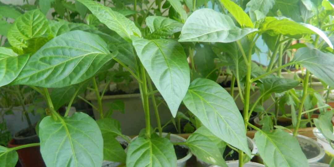 Когда сажать перец на рассаду в феврале 2026: сроки по регионам, сортам и лунному календарю