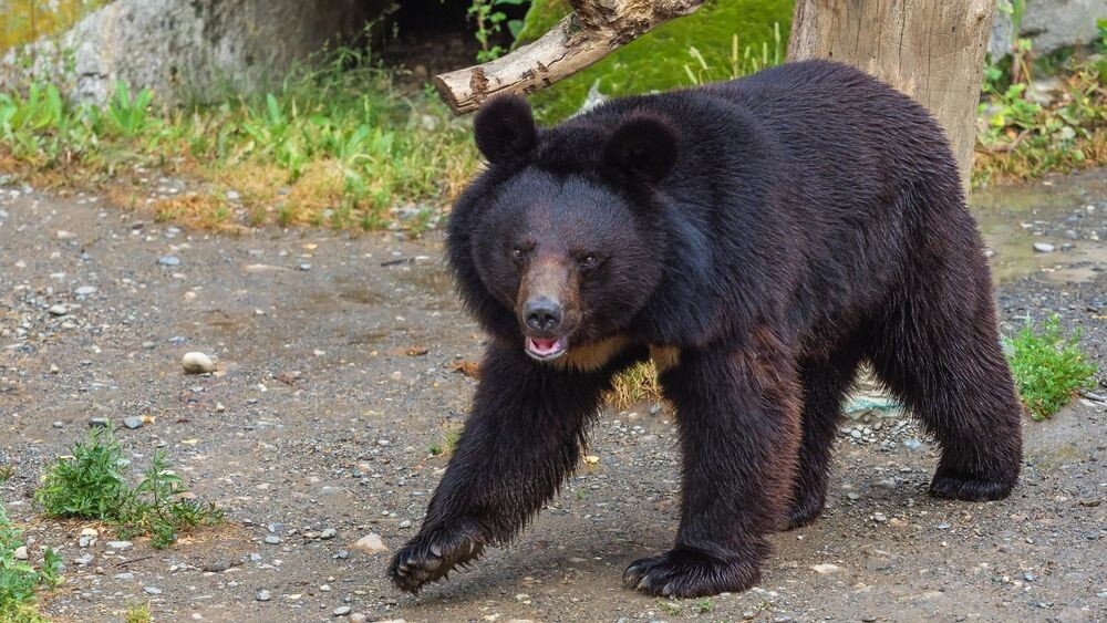    Фото: fotoandy/Shutterstock/Fotodom