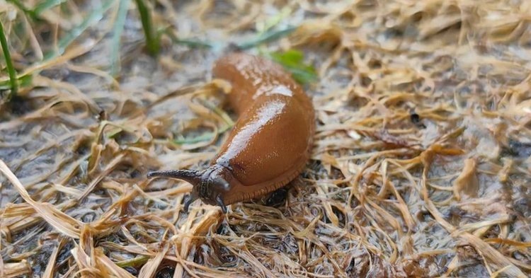    Фото: Лукьянов Дмитрий, AgroXXI.ru