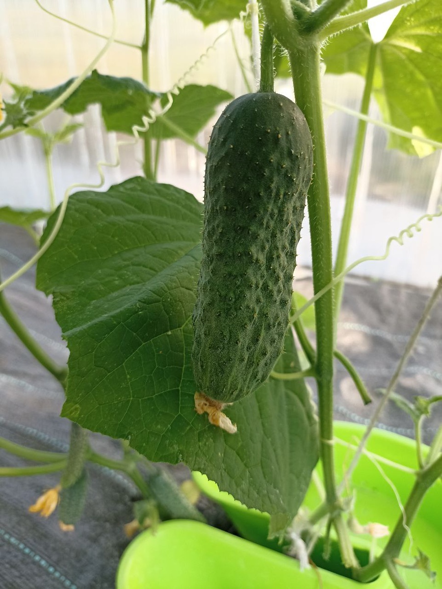Огурчики сезона 2025 года.