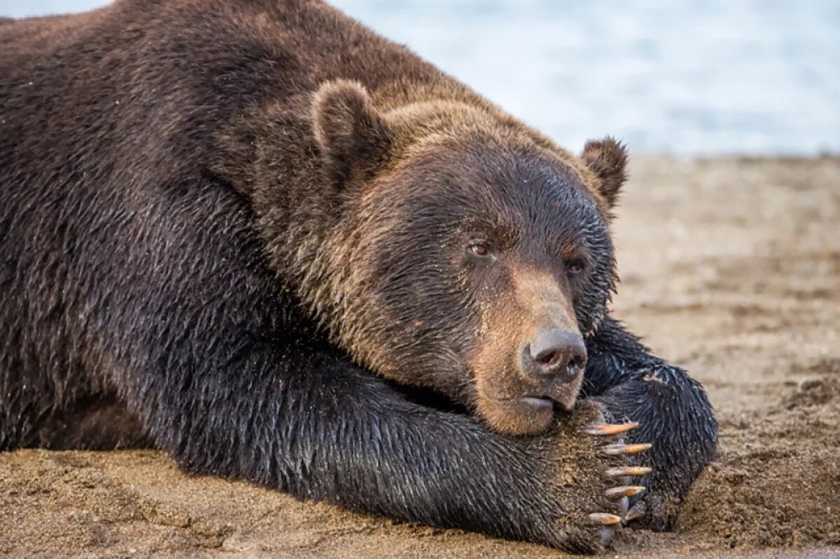    В Индии медведь пробрался в школу, выломал дверь в класс и утащил ребёнка