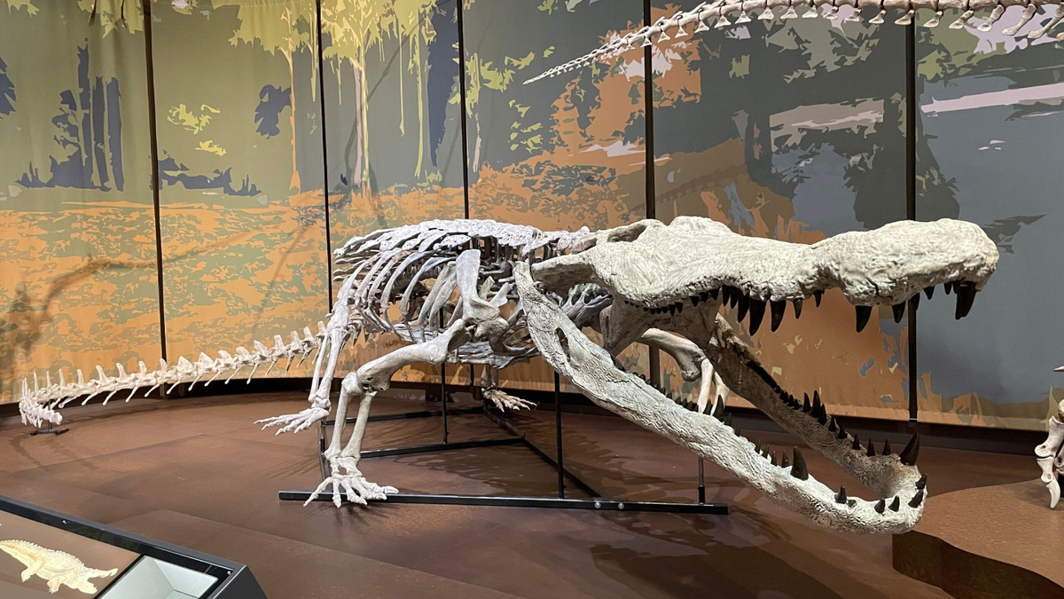     Фото: Tellus Science Museum В Научном музее Теллус в США появился уникальный экспонат — первая в мире точная полноразмерная копия скелета Deinosuchus schwimmeri