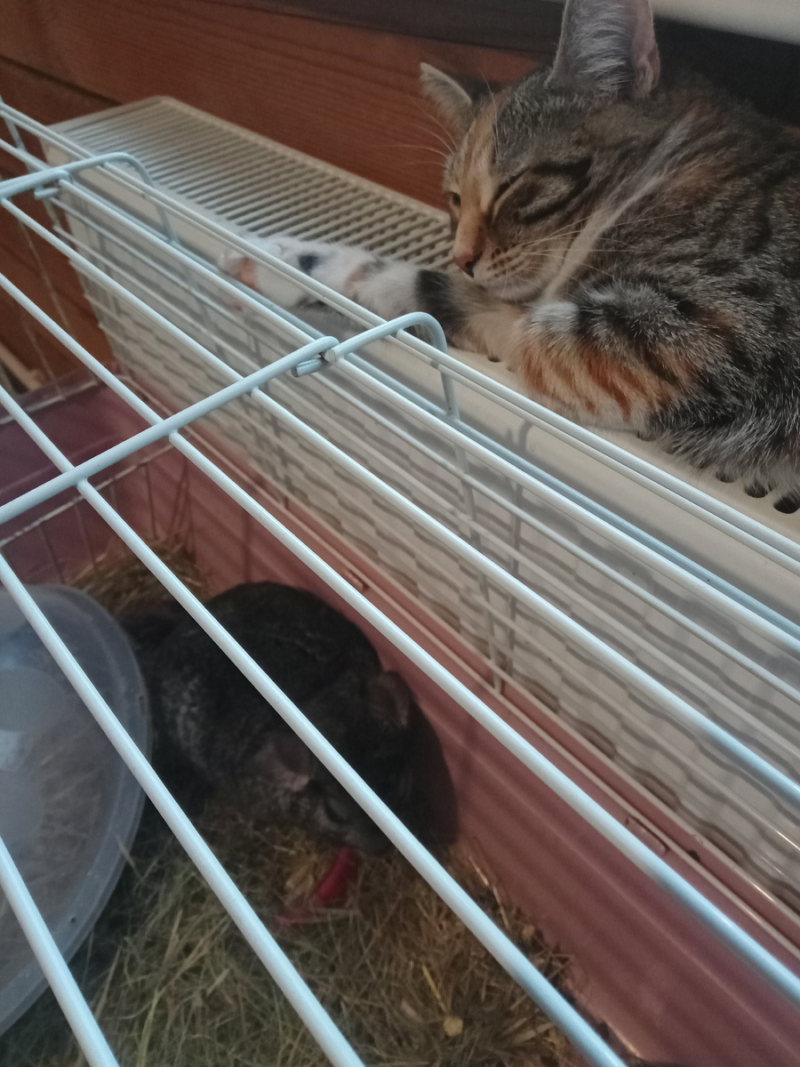 Мои две красавицы греются у батарейки😊