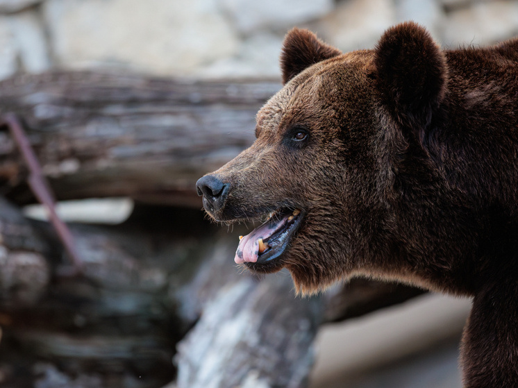     Фото: Edgar Breshchanov/ Global Look Press