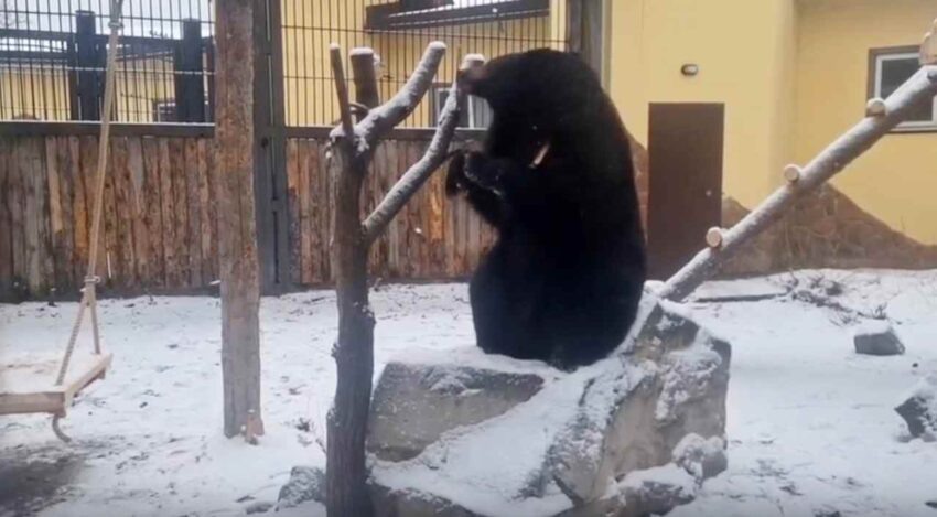    Воронежский зоопарк.