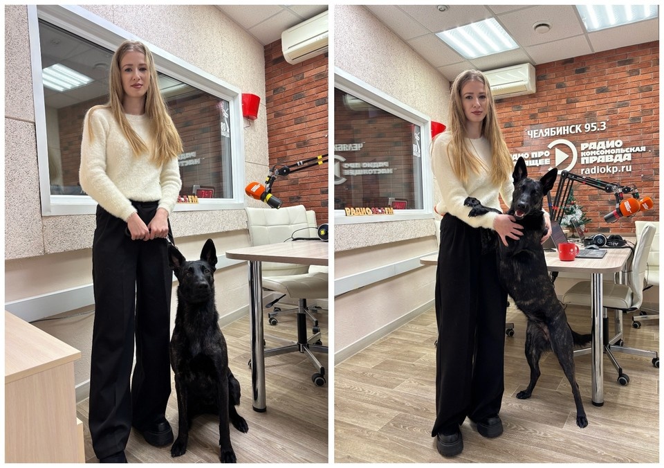    Анастасия Титова в студии КП-Челябинск (95,3 FM) со своей голландской овчаркой Тивой.