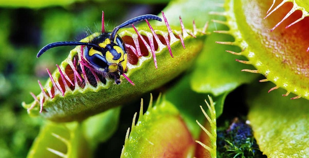 Одно неверное движение — и ловушка захлопнется за 0,1 секунды.