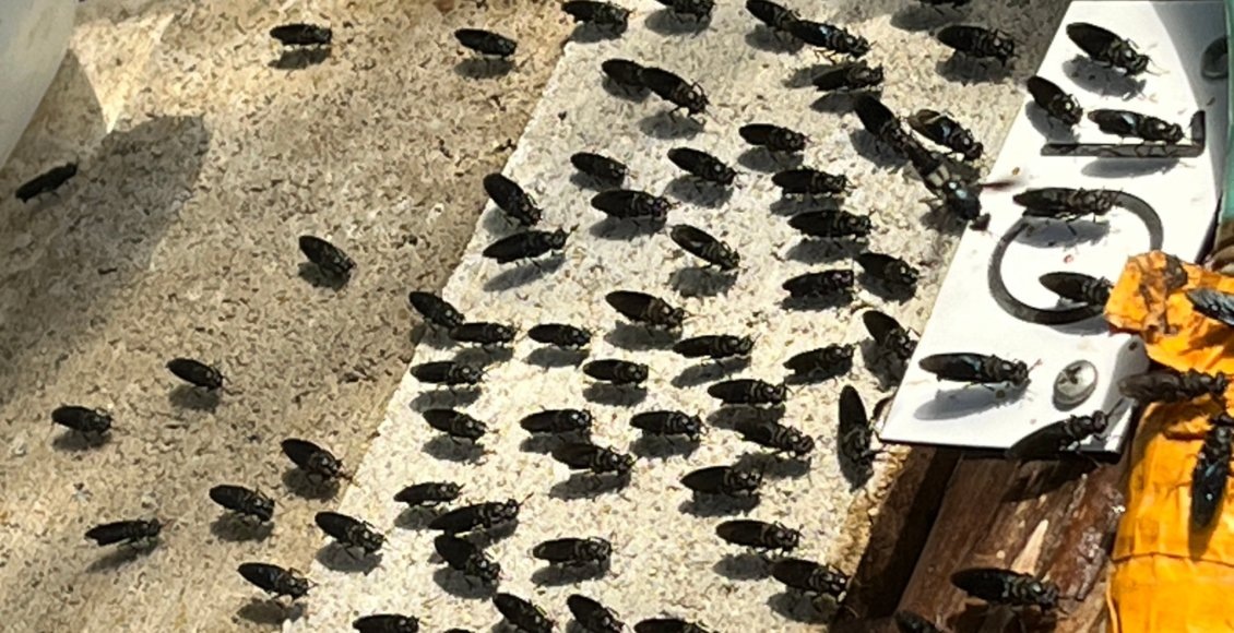    Фото: Калифорнийский университет