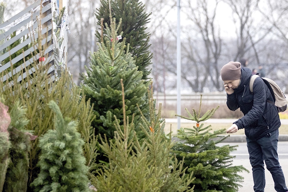    С каждым годом все больше людей стремятся не просто купить живую елку к 31 декабря. / Фото: Сергей Бобылев / ТАСС