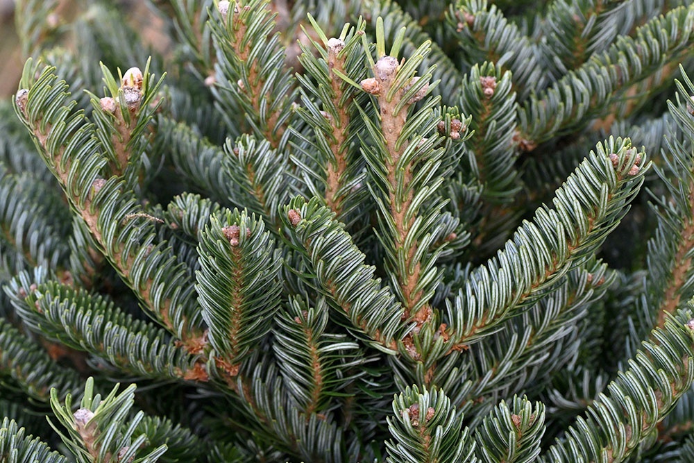    Правильная покупка - это половина успеха в деле сохранения новогодней красавицы. / Фото: Илья Наймушин / РИА Новости