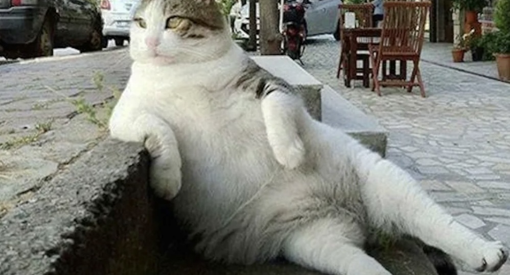 Где хочу - там сижу: 11 смешных кадров с котами, которые выбрали неожиданные места. Часть 2