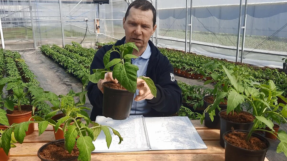 Разновидность томатов по габитусу на примере рассады