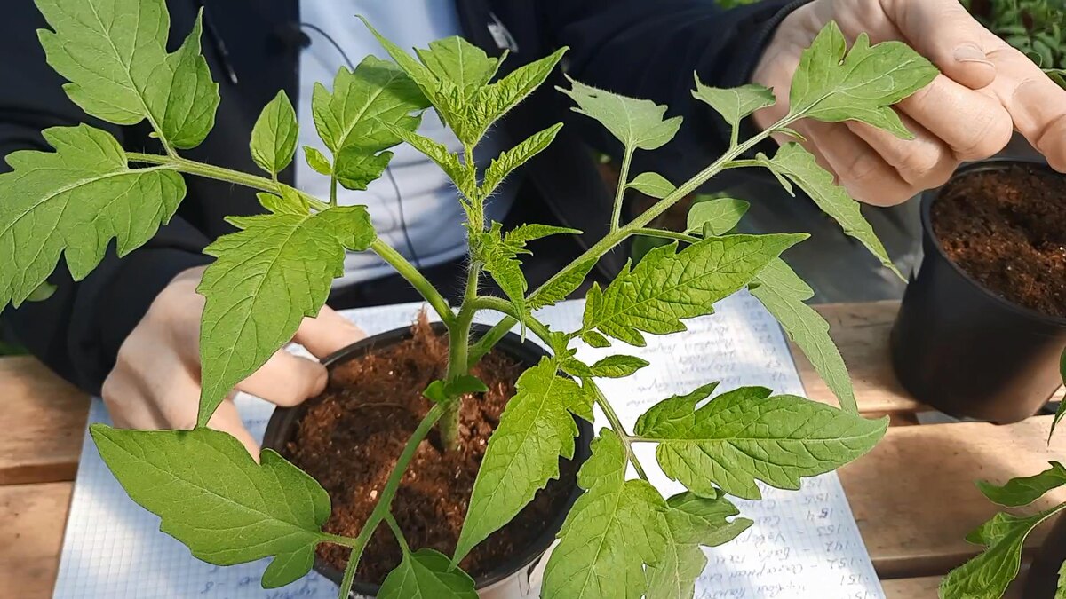 Не штамбовый вид томатов