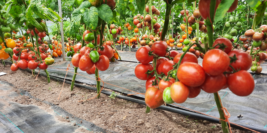 Классификация томатов — это надо знать