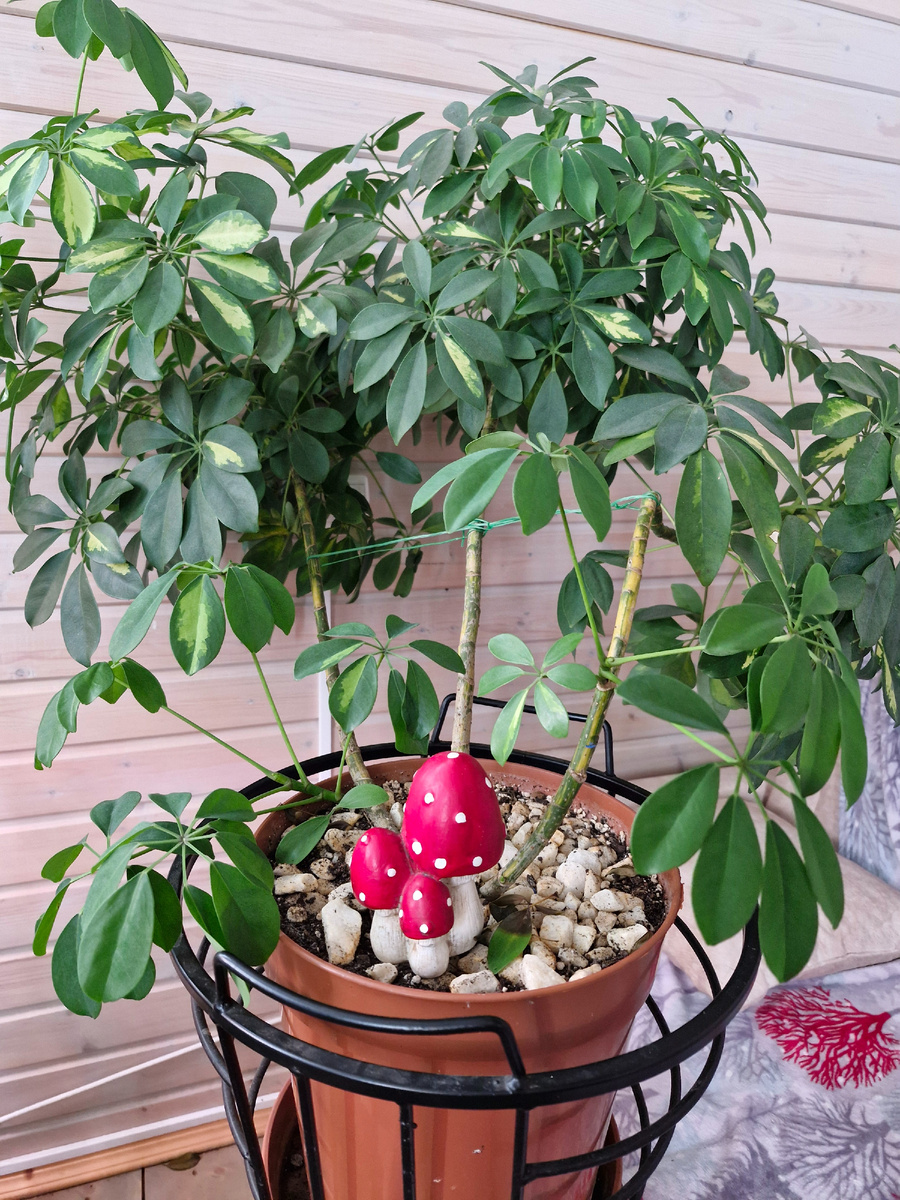 Моя Шеффлера сейчас