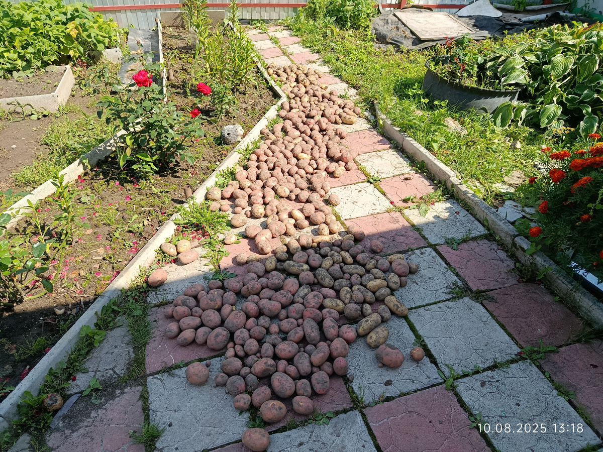 Закапывали 8 литров, выкопали шесть вёдер по 10 литров