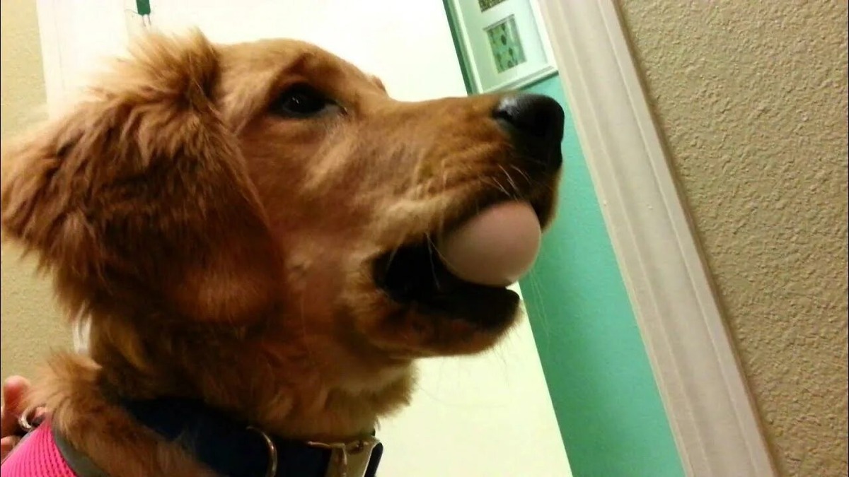 Эффект «мягкой пасти» в действии: яйцо остается целым!