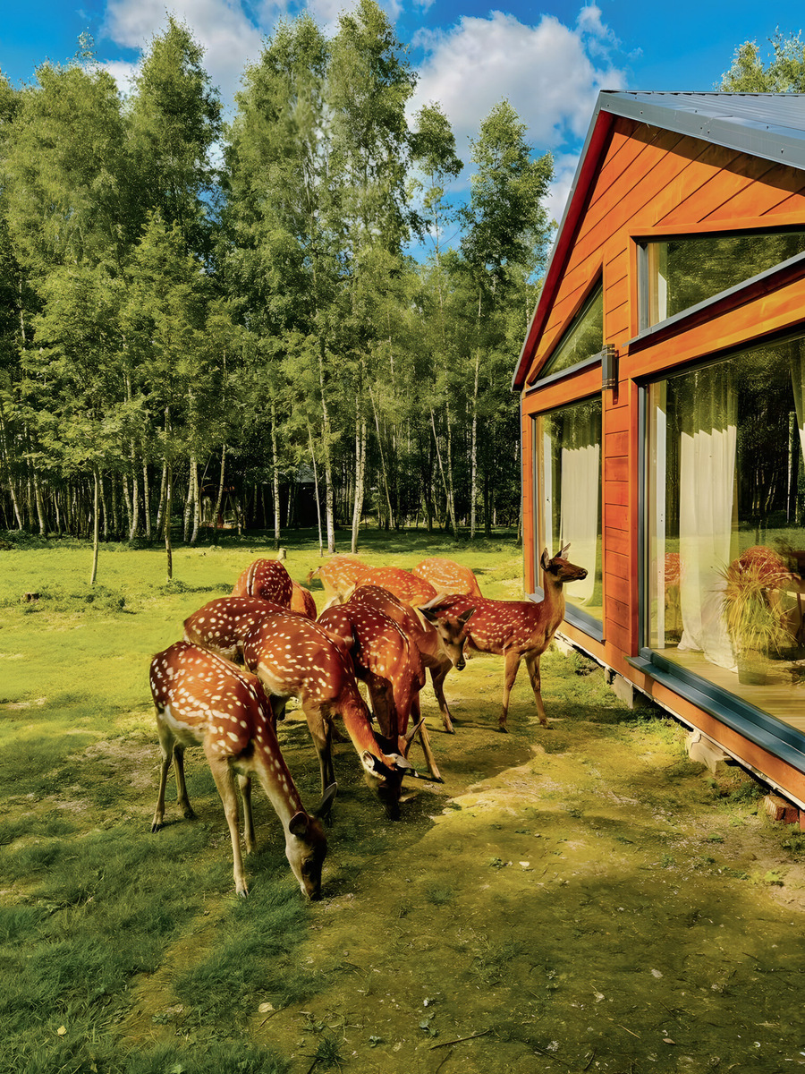 После насыщенного дня отдохните в лесном домике с видом на пастбище — за окном гуляют кролики и оленята. Фото: Оленья ферма «Бэмби Лэнд»