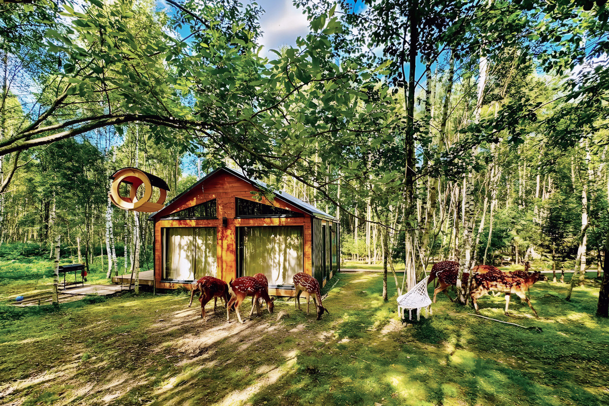 Время здесь словно замедляется: вокруг хвойный лес и просторные поля, тишина и покой вдали от городской суеты. Фото: Оленья ферма «Бэмби Лэнд»