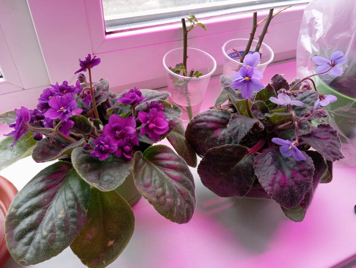 Мои красавицы