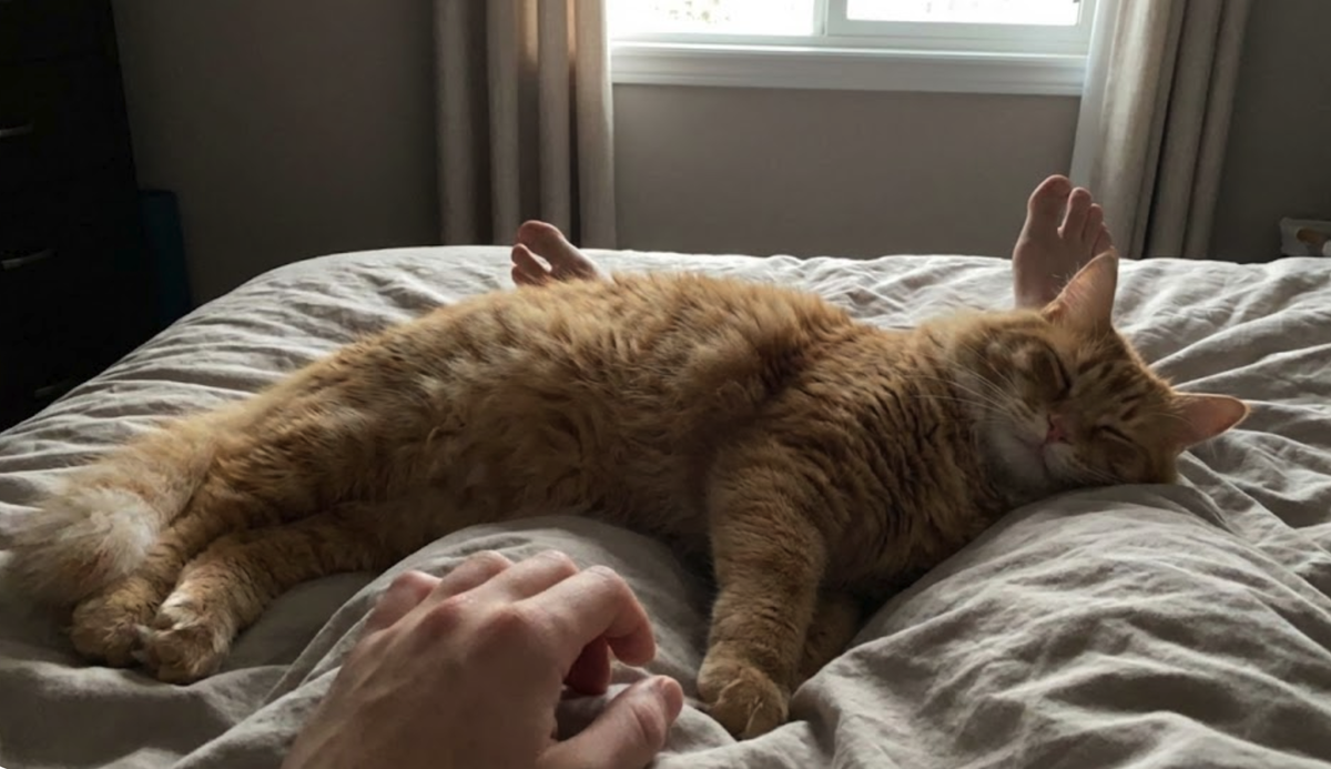 кот спит в ногах