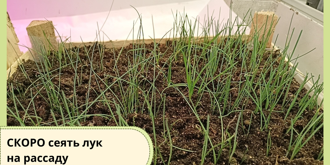 Когда сеять лук на рассаду: какой лук сеять и как вырастить крупные луковицы за один сезон