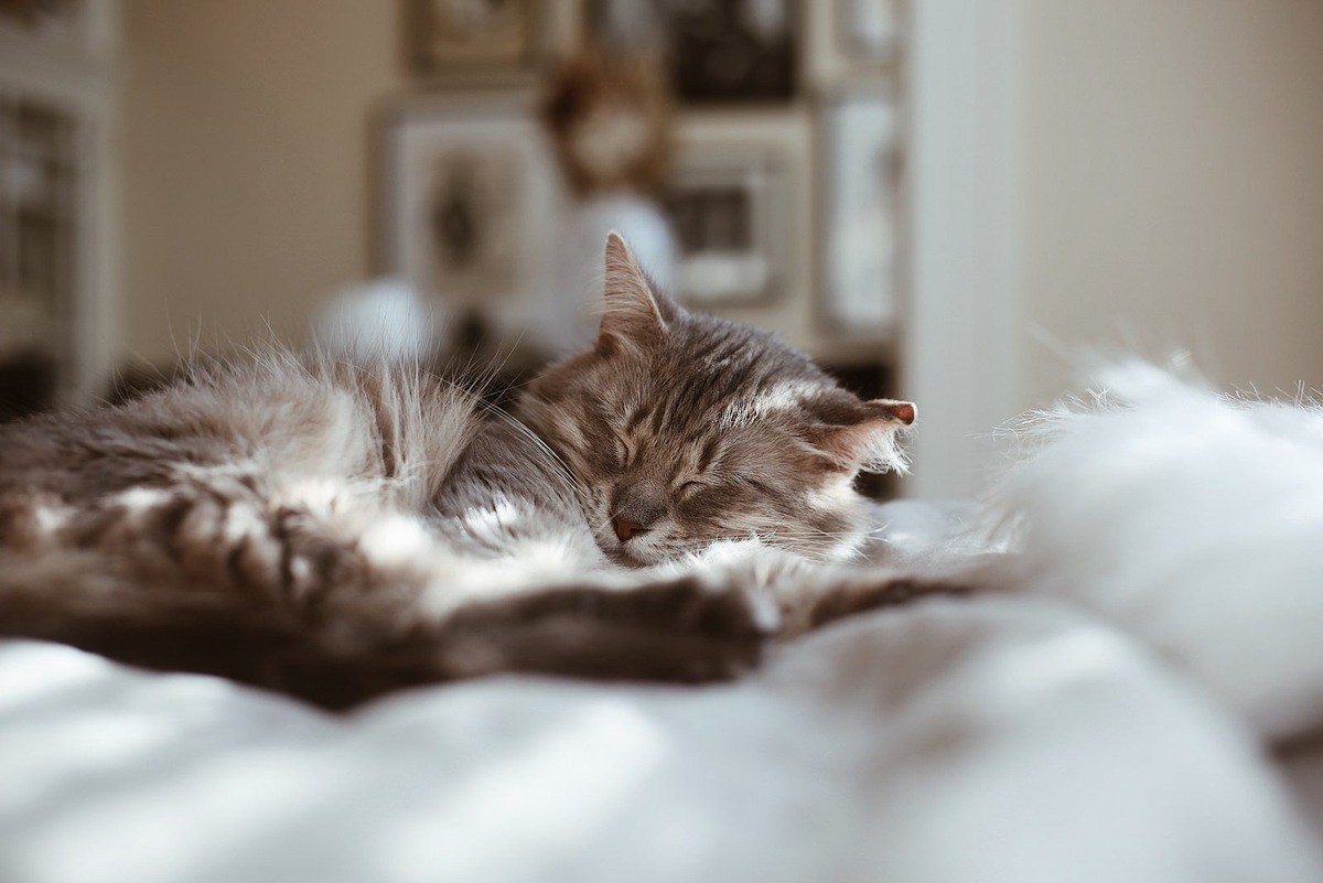    Бесплатная биометрическая регистрация домашних животных набирает обороты в Ленинградской области