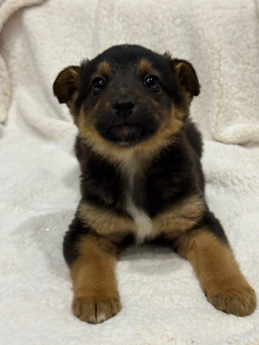 Джем. На мой взгляд, это натруальный абрикосовый Джем! Фото из архива автора