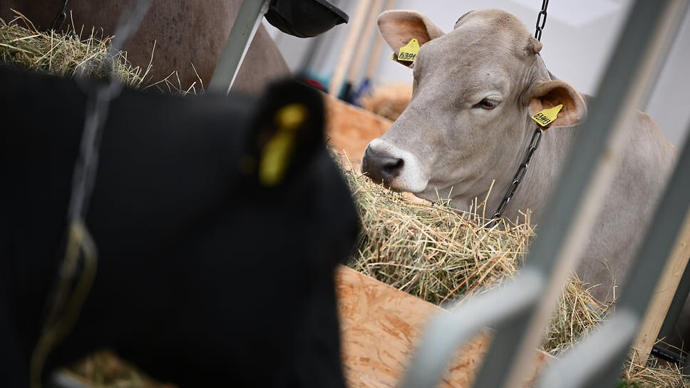 Фото: Александр Миридонов / Коммерсантъ