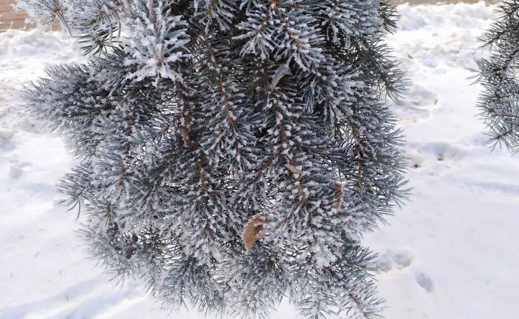    фото Курские известия