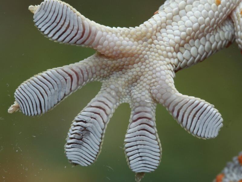 Секрет суперклея: так выглядят «нано-липучки» при сильном увеличении.