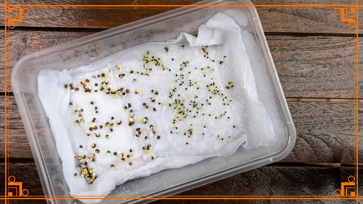 Фото из интернета. стратификация семян в домашних