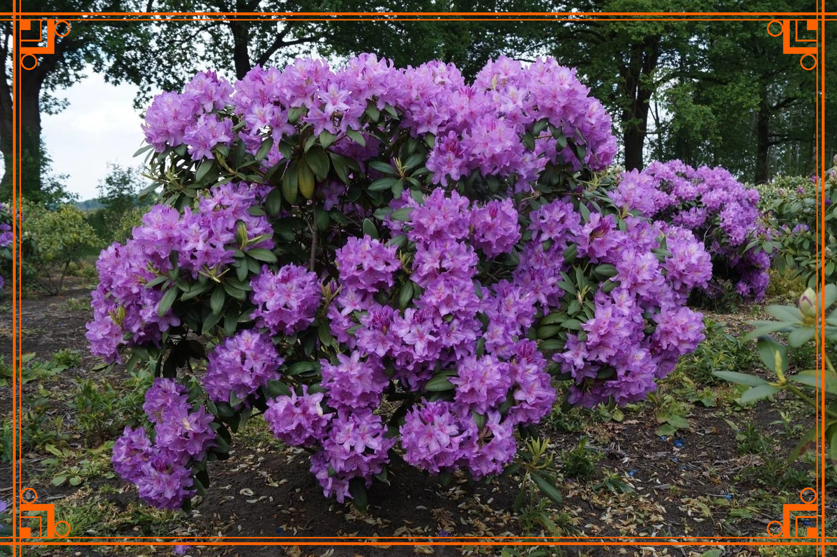 Фото из Интернета. Рододендрон катевбинский Grandiflorum