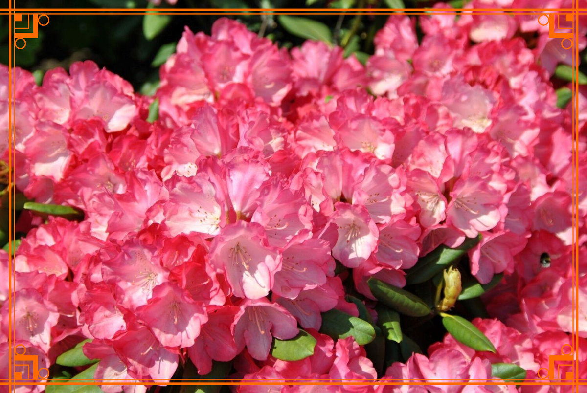 Фото из интернета. Рододендрон якушиманский Fantastica