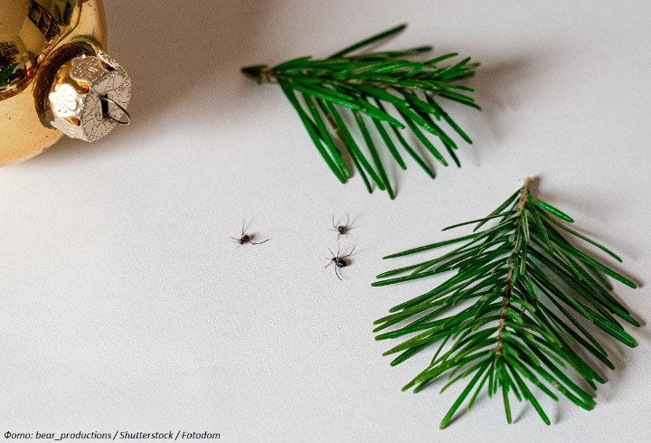 фото: bear_productions/Shutterstock/Fotodom