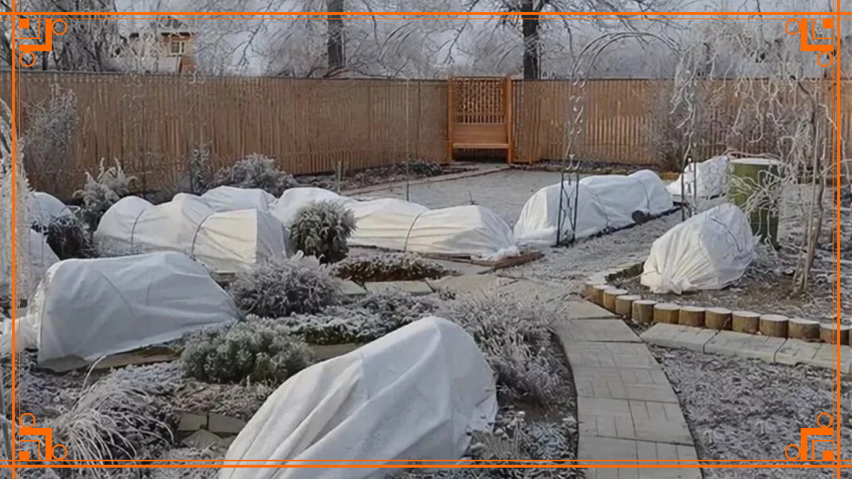 Фото из Интернета. сад зимой