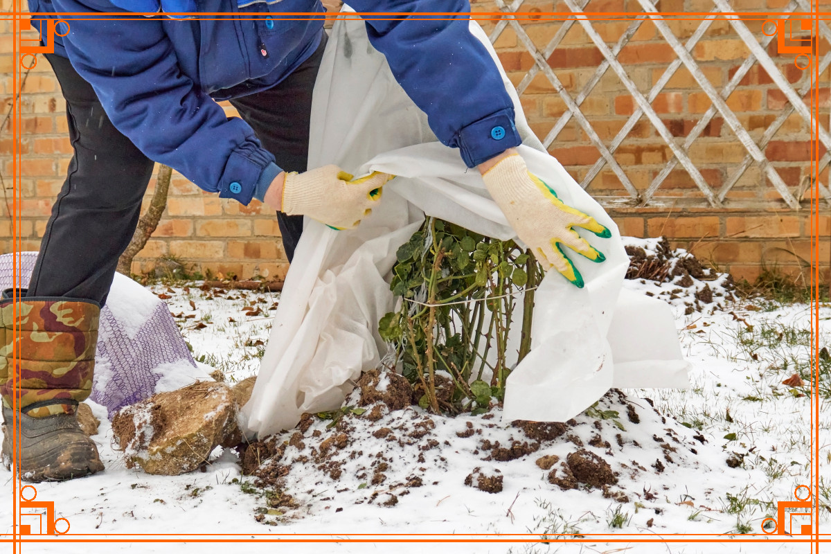 Фото из Интернета. лес и сад зимой