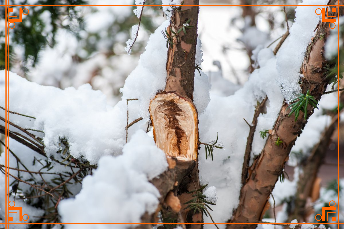 фото из интернета. сломанная ветка